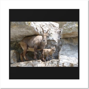 Capricorn Baby / Swiss Artwork Photography Posters and Art